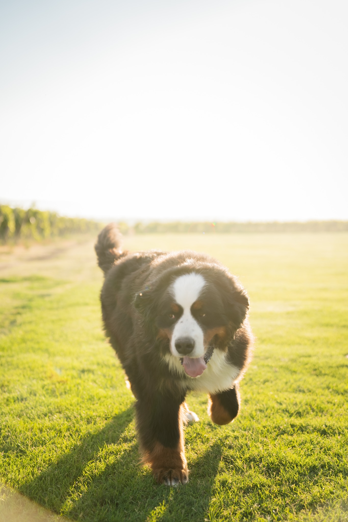 A family dog running toward the camera across sunlit grass.